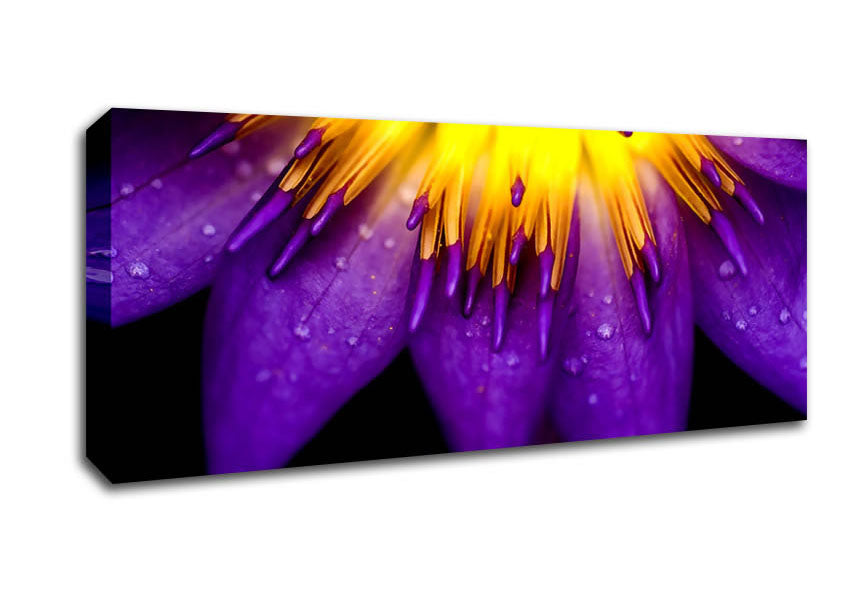 Picture of Water Lily Purple Yellow Panoramic Canvas Wall Art
