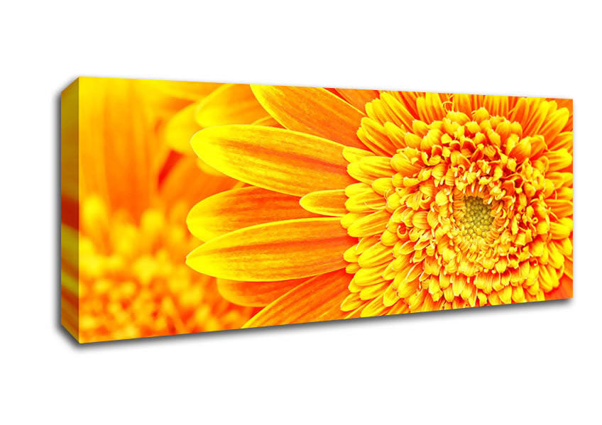 Picture of Orange Yellow Gerbera Face Panoramic Canvas Wall Art