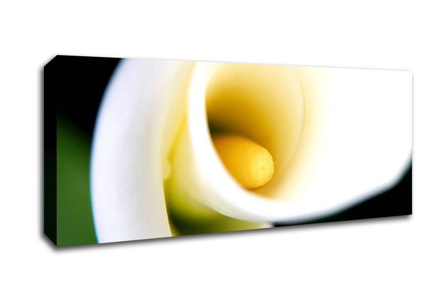 Picture of White Calla Lily Panoramic Canvas Wall Art