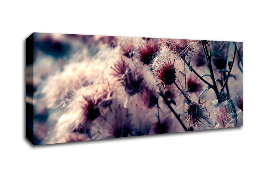 Picture of Cotton Buds Panoramic Canvas Wall Art