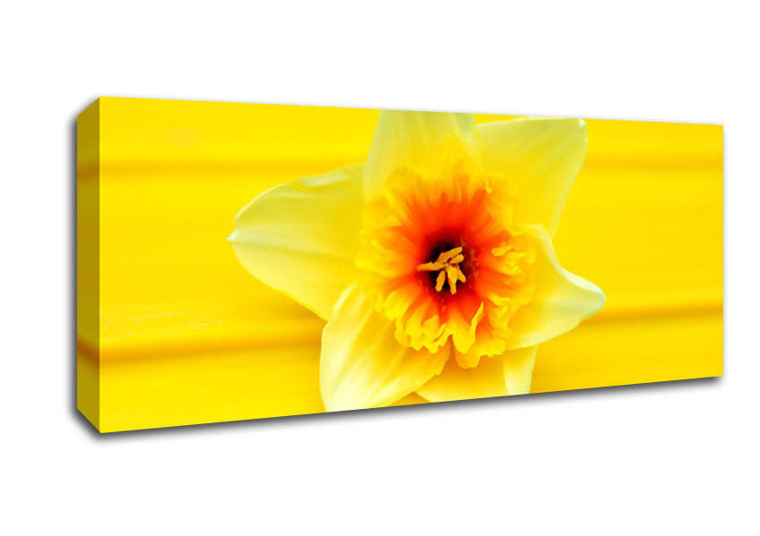 Picture of Daffodil Head Panoramic Canvas Wall Art