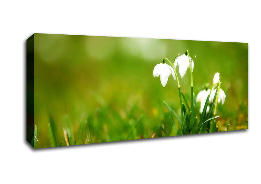 Picture of Cute Snowdrops Panoramic Canvas Wall Art