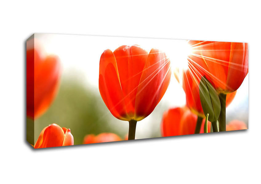 Picture of Orange Tulips Panoramic Canvas Wall Art