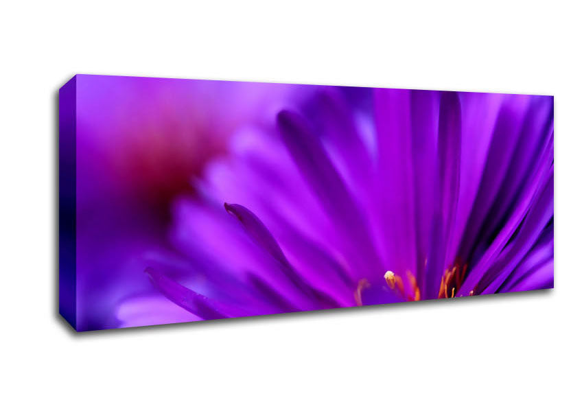 Picture of Purple Flower Petals Panoramic Canvas Wall Art