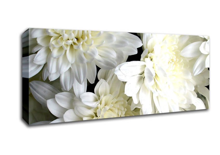 Picture of White Flowers Panoramic Canvas Wall Art