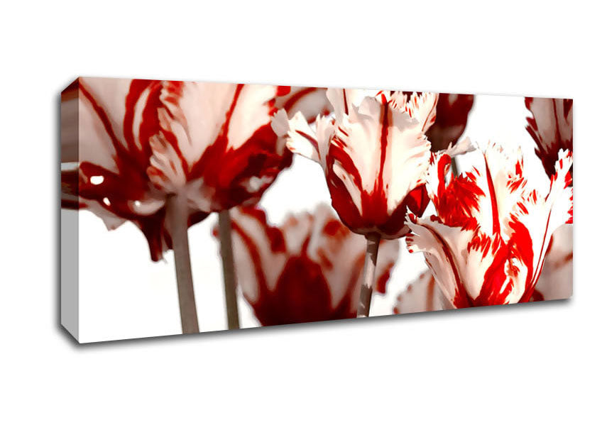 Picture of Parrot Tulips Red n White Panoramic Canvas Wall Art