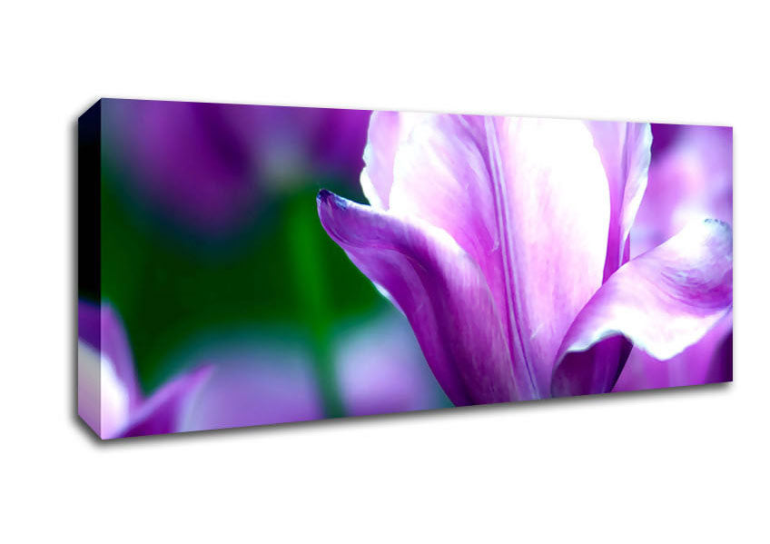 Picture of Violet Tulip Panoramic Canvas Wall Art