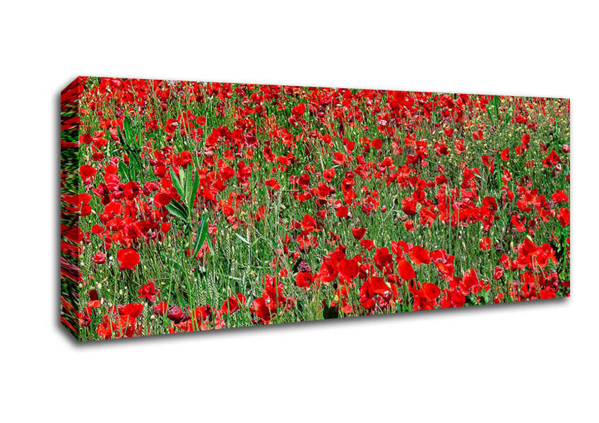 Picture of Red Poppy Field Panoramic Canvas Wall Art