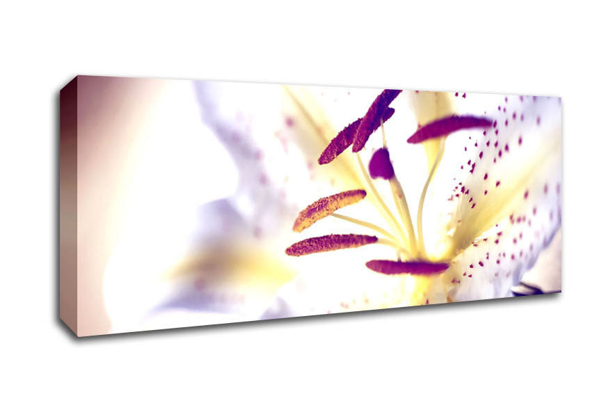 Picture of White Tiger Lily Panoramic Canvas Wall Art