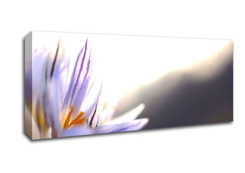 Picture of Spring Flowers Crocus Panoramic Canvas Wall Art