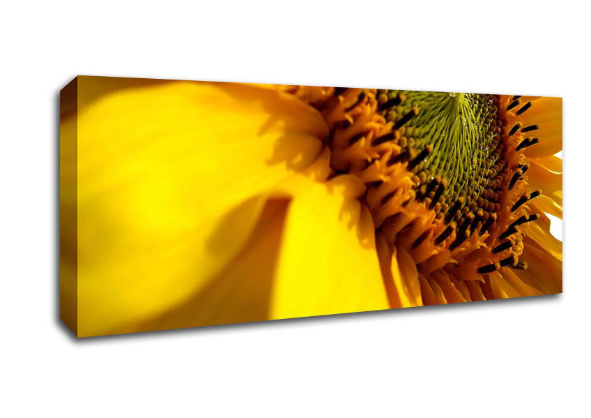Picture of Sunflower Side Panoramic Canvas Wall Art