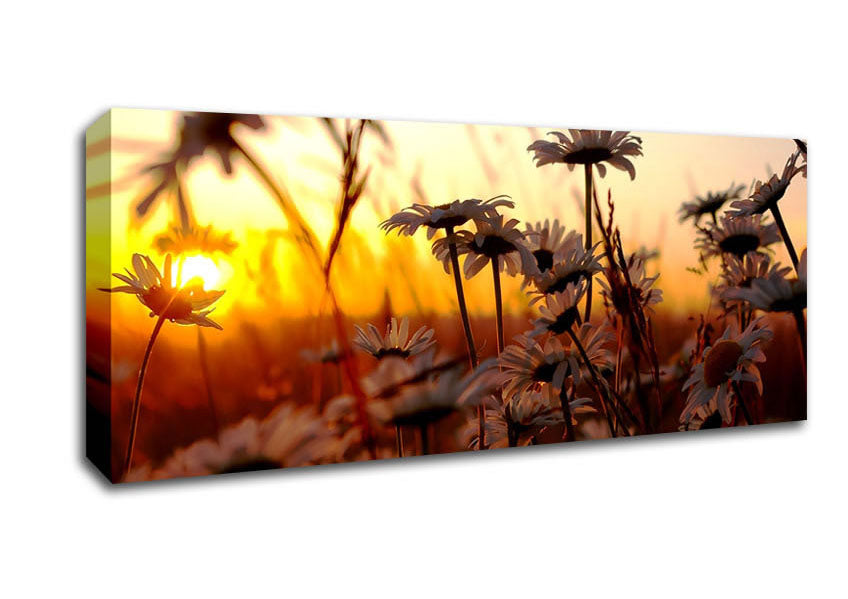 Picture of Daisies At Sunset Panoramic Canvas Wall Art