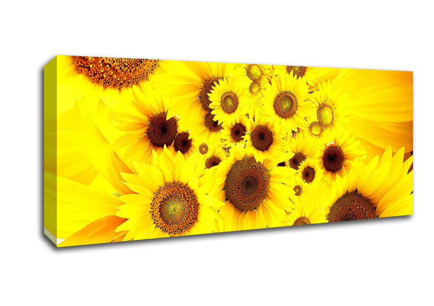 Picture of Sunflowers Galore Panoramic Canvas Wall Art