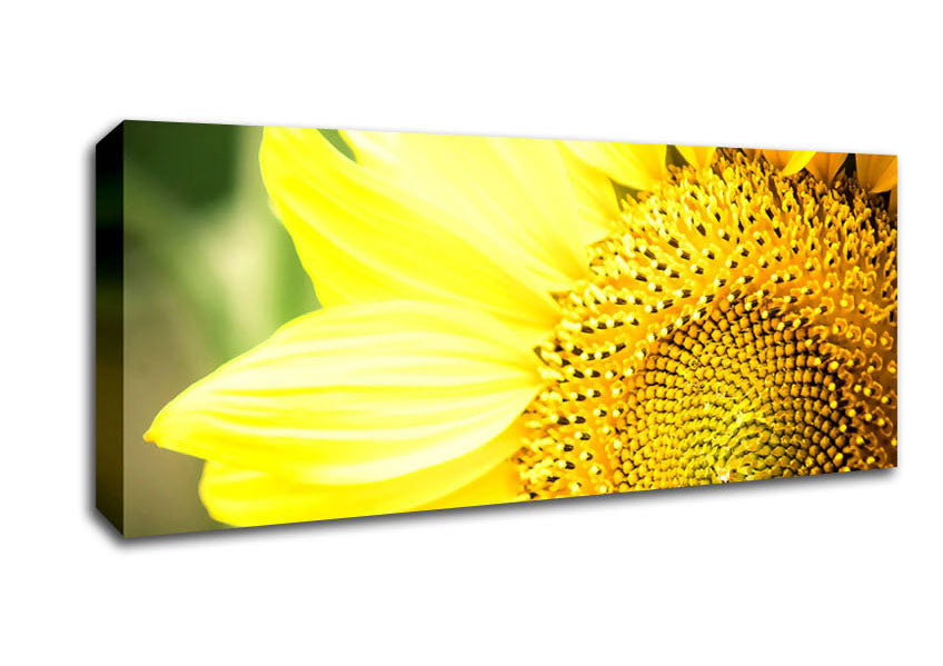 Picture of Sunflower Close-up Panoramic Canvas Wall Art