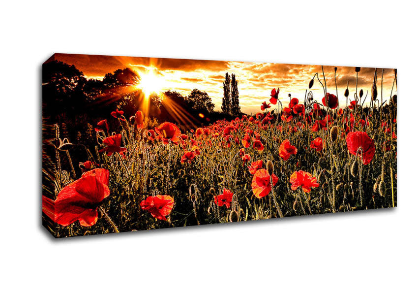 Picture of Red Poppy Field At Sunset Panoramic Canvas Wall Art