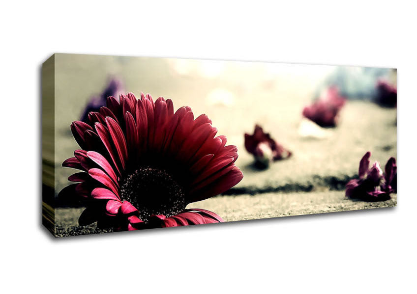 Picture of Missing Petals Panoramic Canvas Wall Art