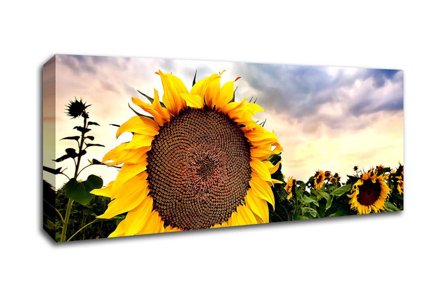 Picture of Sunflower Close Up In The Sky Panoramic Canvas Wall Art