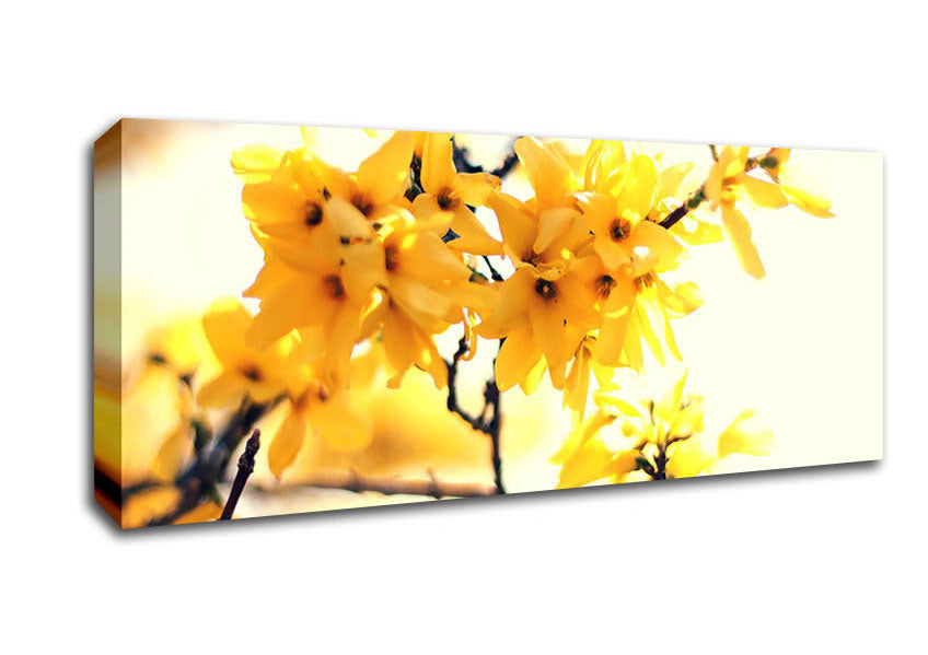 Picture of Yellow Tree Flower Panoramic Canvas Wall Art