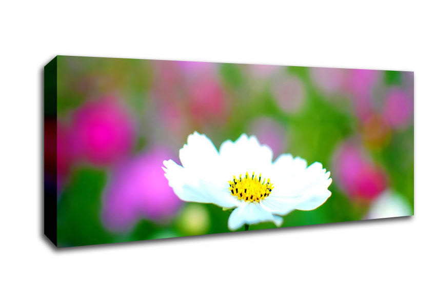 Picture of White Cosmos Panoramic Canvas Wall Art