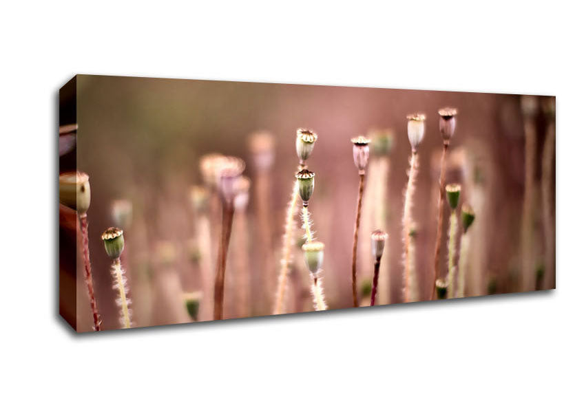Picture of Poppy Pods Panoramic Canvas Wall Art