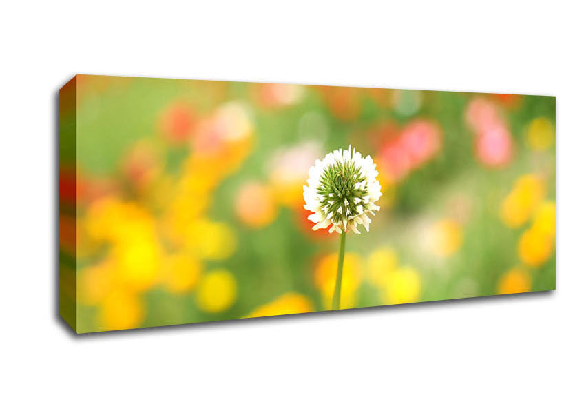 Picture of White Clover Panoramic Canvas Wall Art