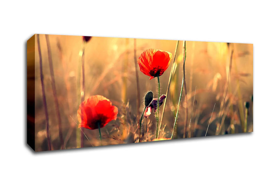 Picture of Red Poppy Sun Rays Panoramic Canvas Wall Art