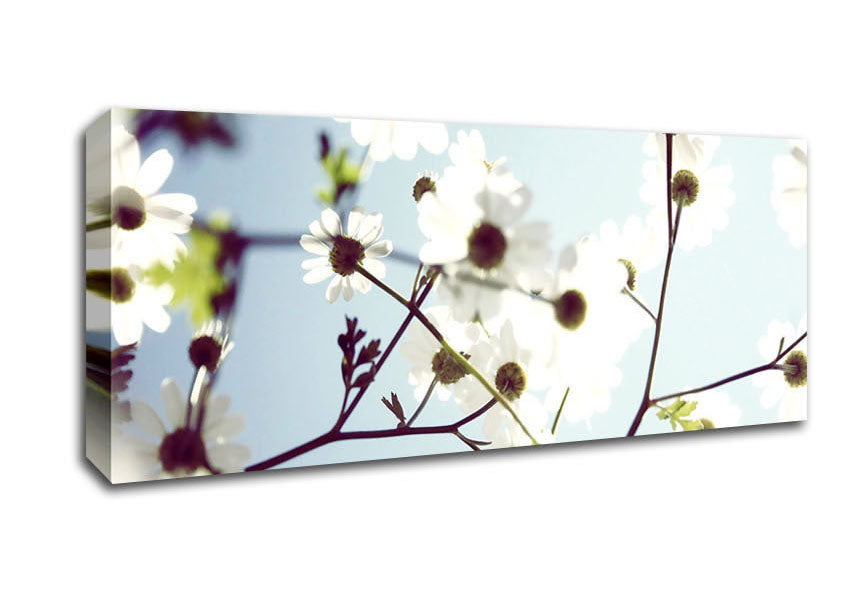 Picture of White Summer Flowers Panoramic Canvas Wall Art
