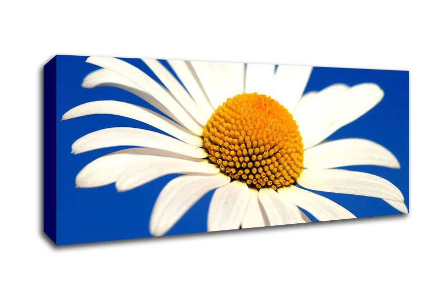 Picture of White Daisy Against A Blue Sky Panoramic Canvas Wall Art