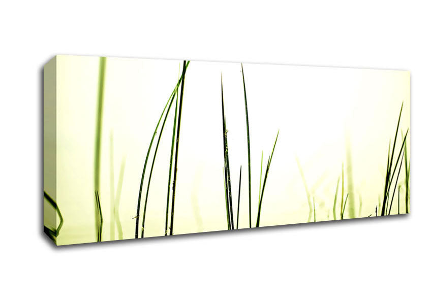 Picture of Water Grass Panoramic Canvas Wall Art