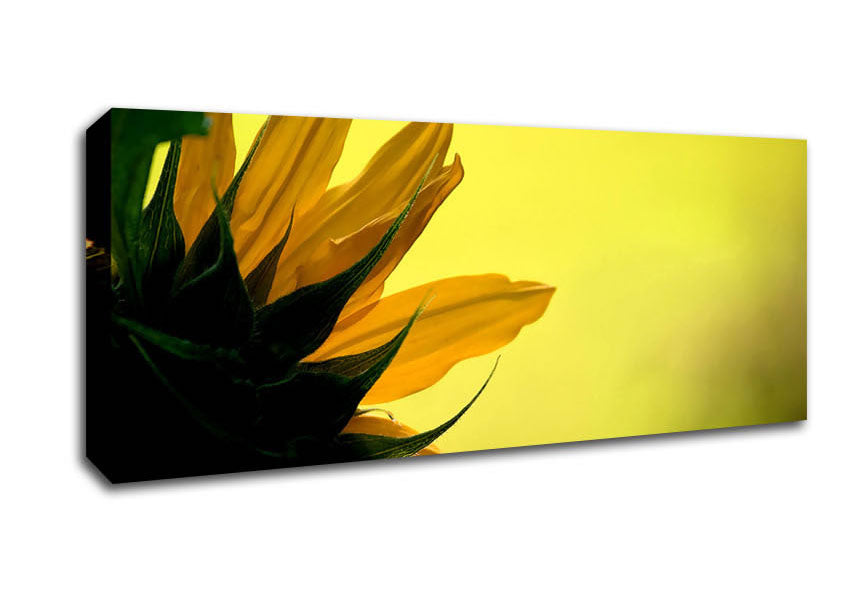 Picture of Sunflowers Macro Panoramic Canvas Wall Art