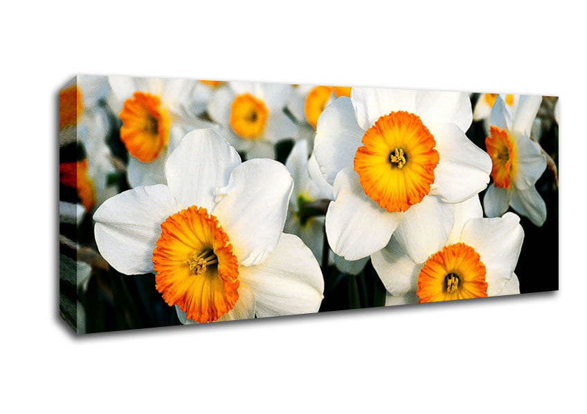 Picture of White Daffodils Panoramic Canvas Wall Art