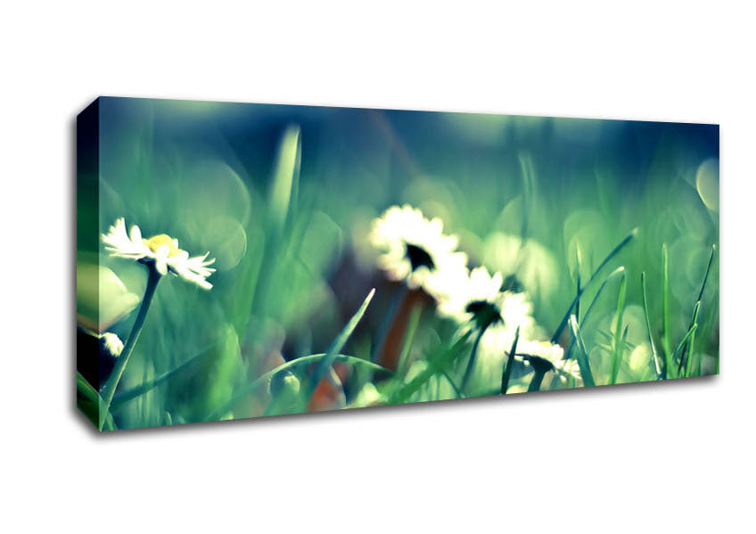Picture of Daisies And Grass Panoramic Canvas Wall Art