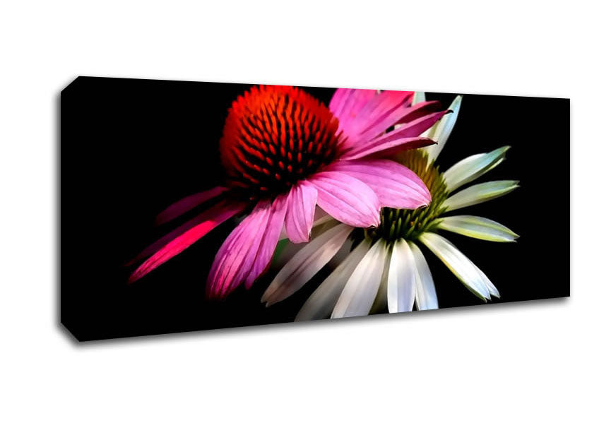 Picture of Cone Flowers Black Background Panoramic Canvas Wall Art