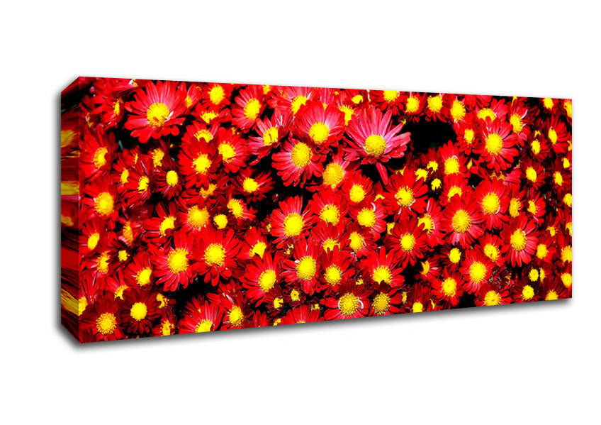 Picture of Chrysanthemums Panoramic Canvas Wall Art