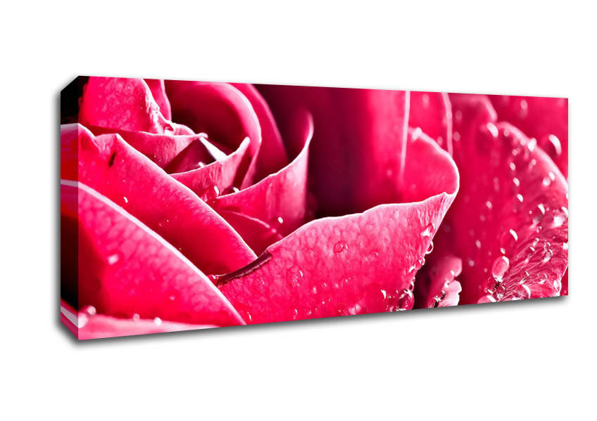 Picture of Rose Petals In Bloom Panoramic Canvas Wall Art