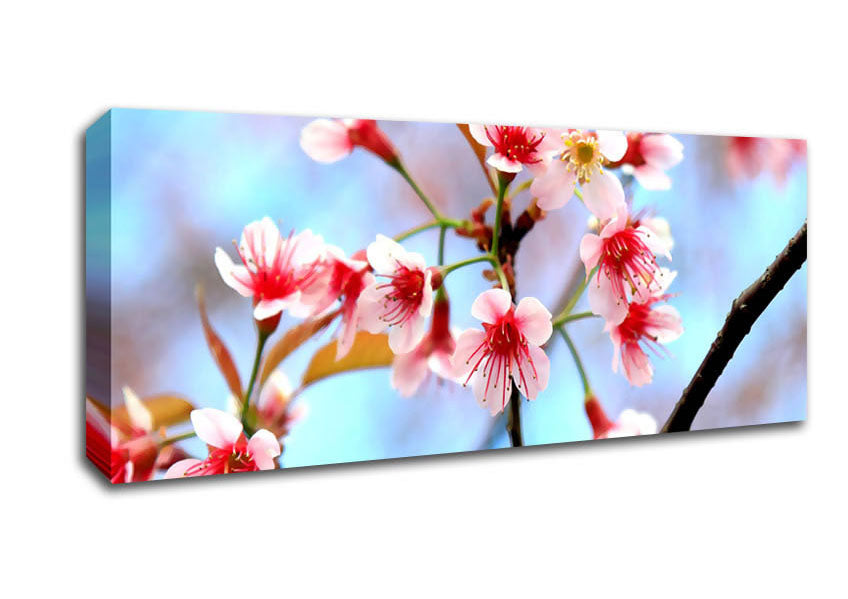 Picture of Wild Himalayan Cherry Panoramic Canvas Wall Art