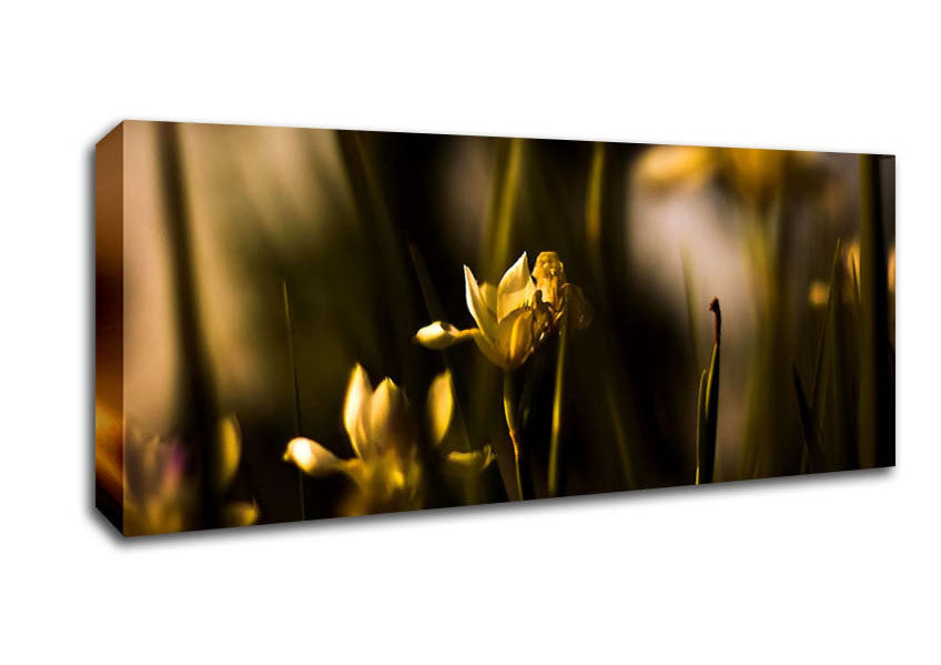 Picture of Withered Yellow Flowers Panoramic Canvas Wall Art