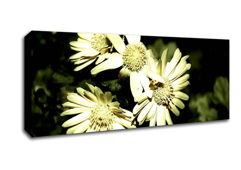 Picture of Sepia Beauty Panoramic Canvas Wall Art