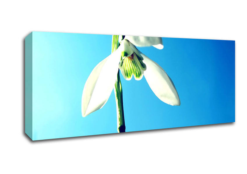Picture of Snowdrop Spring Panoramic Canvas Wall Art