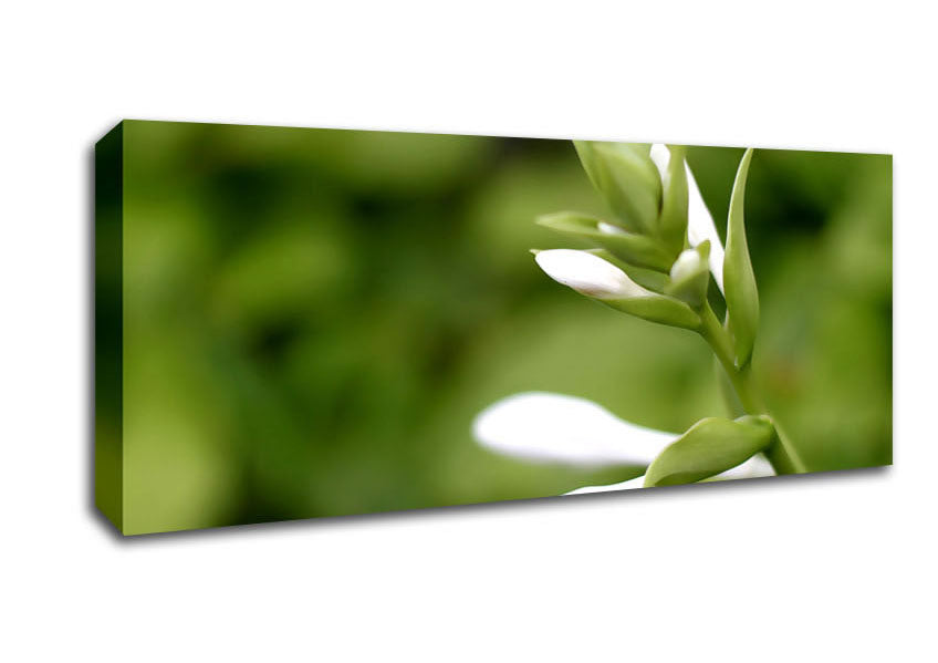 Picture of Soft White n Greens Panoramic Canvas Wall Art