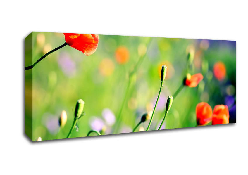 Picture of Poppy Meadow Panoramic Canvas Wall Art