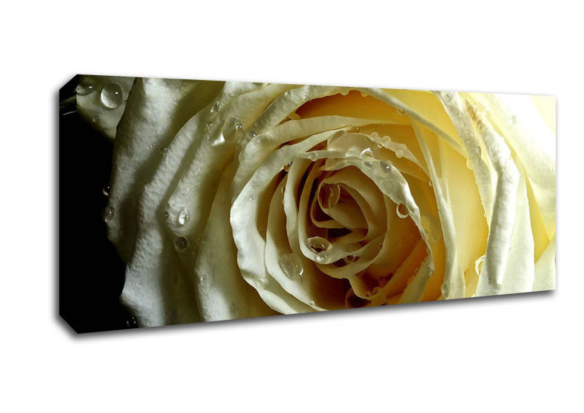 Picture of White Rose On Black Velvet Panoramic Canvas Wall Art