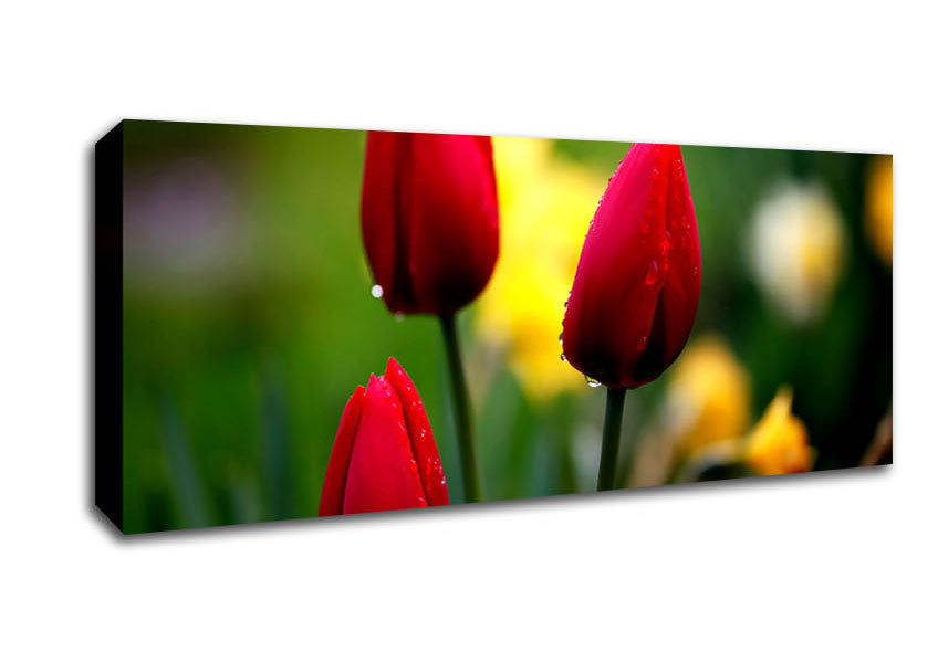 Picture of Three Red Tulips Panoramic Canvas Wall Art