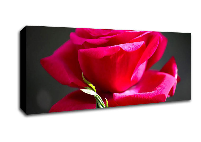 Picture of Red Pink Rose Panoramic Canvas Wall Art