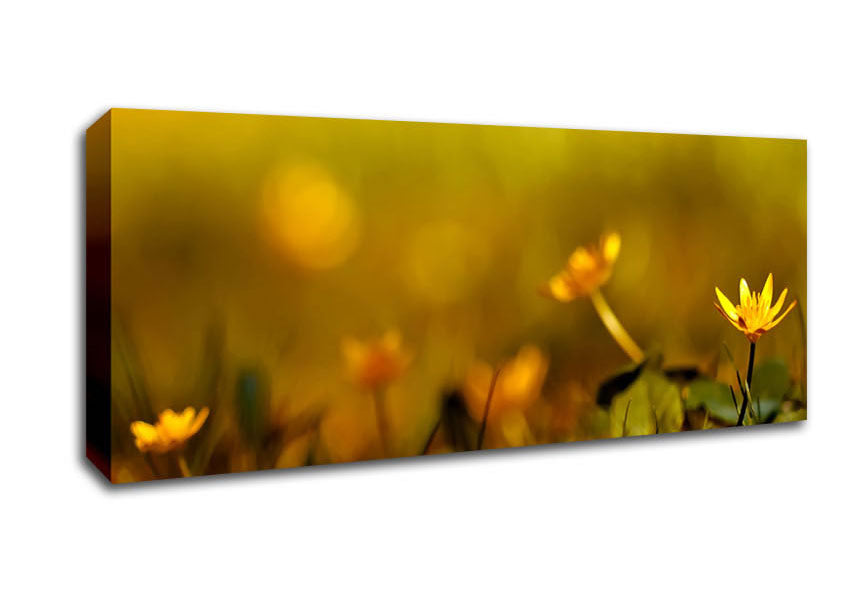 Picture of Yellow Flowers In The Golden Sun Panoramic Canvas Wall Art