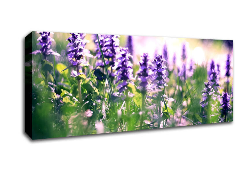 Picture of Lupin Flowers Panoramic Canvas Wall Art