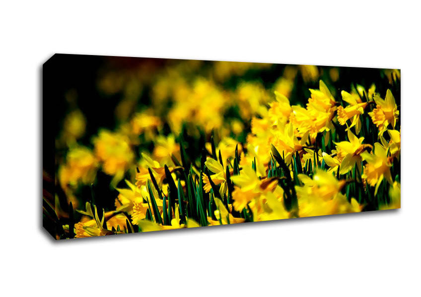Picture of Yellow Daffodil Field Panoramic Canvas Wall Art