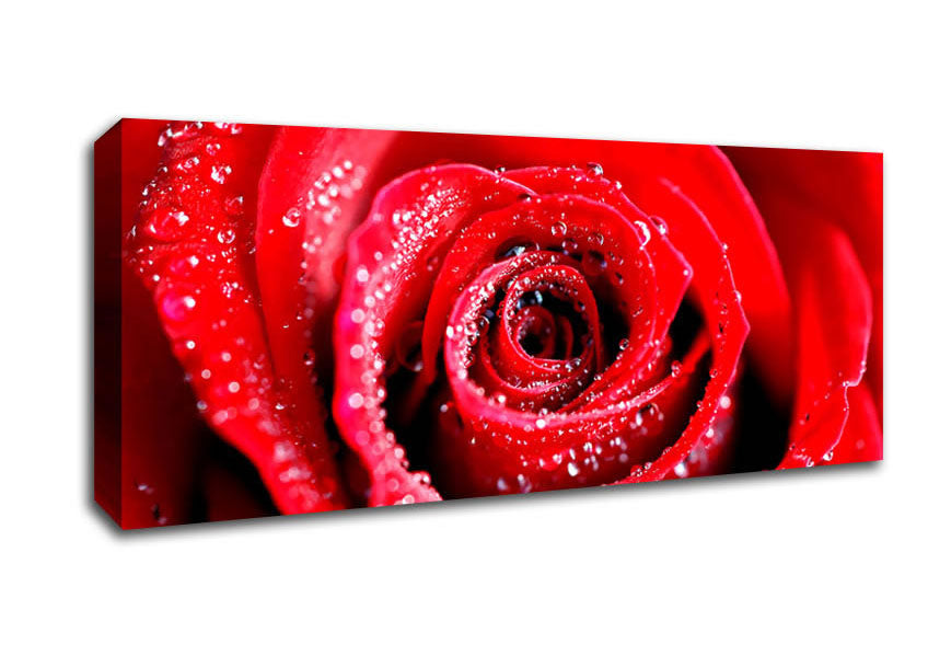 Picture of Water Drops On Red Rose Panoramic Canvas Wall Art