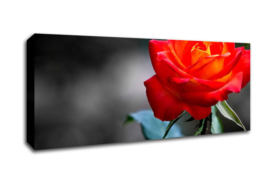 Picture of Orange Rose On Black Panoramic Canvas Wall Art