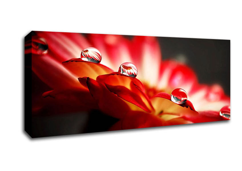 Picture of Macro Drops Panoramic Canvas Wall Art